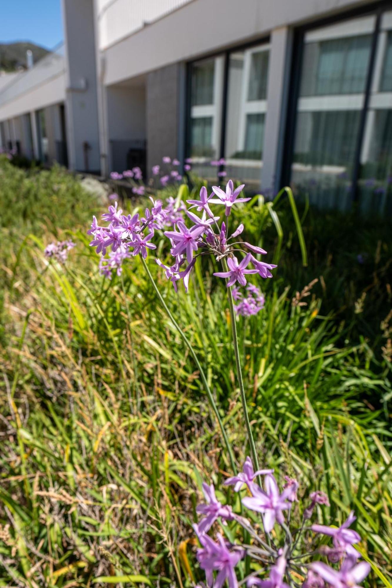 Monchique Resort & Spa Eksteriør billede Scilla amethystina